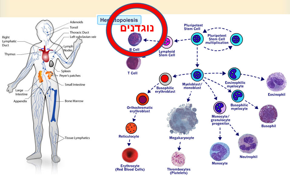 Complex_Immune_System